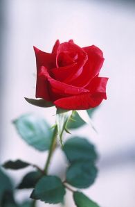 393px-Red_rose