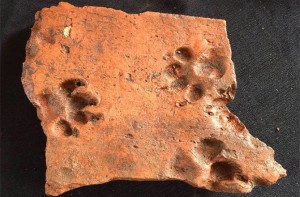 Puppy paw print in a Roman tile. Credit: Adam Slater, Wardell Armstrong Archaeology