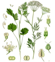 Koehler1887-PimpinellaAnisum